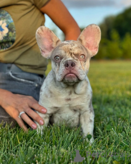 Photo №1. french bulldog - for sale in the city of Munich | 1882$ | Announcement № 150643