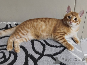 Photo №4. I will sell  in the city of Minsk. private announcement - price - Is free