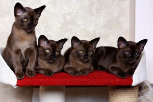Additional photos: Burmese kitten