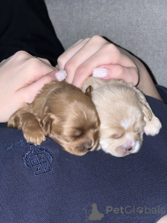 Photo №4. I will sell maltipu in the city of Tashkent. private announcement - price - negotiated