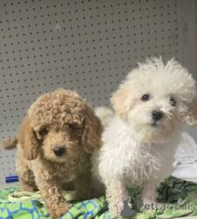 Photo №1. poodle (toy) - for sale in the city of Apostolovo | 413$ | Announcement № 164736