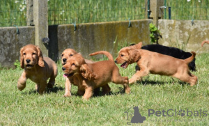 Photo №4. I will sell english cocker spaniel in the city of Portimão. private announcement - price - 1128$