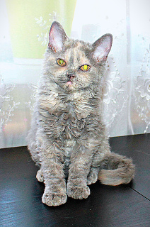 Photo №1. selkirk rex shorthair - for sale in the city of Ufa | 133$ | Announcement № 1873