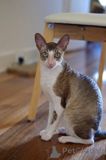 Photo №1. cornish rex - for sale in the city of Christiansann | negotiated | Announcement № 173136