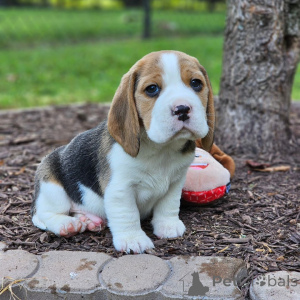 Photo №1. beagle - for sale in the city of Aachen | 470$ | Announcement № 166493