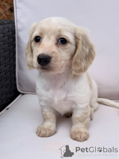 Photo №3. Premium Dachshund Puppies Loving & Playful Companions. Germany