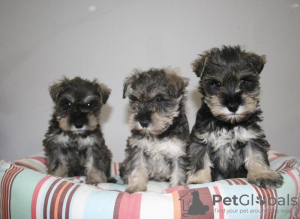 Photo №1. schnauzer - for sale in the city of Vienna | negotiated | Announcement № 82072