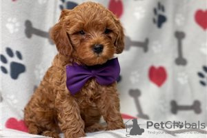 Photo №3. Beautiful Cavapoo Puppies For free adoption. Germany