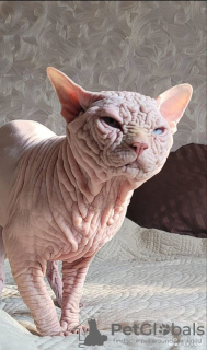 Additional photos: Canadian Sphynx