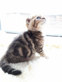 Photo №4. I will sell scottish fold in the city of Tula. private announcement - price - 246$