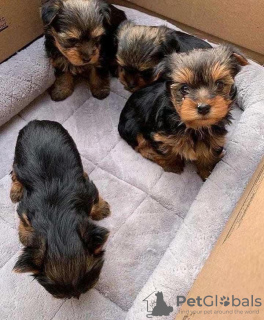 Photo №1. yorkshire terrier - for sale in the city of Budapest | negotiated | Announcement № 42525