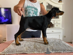 Photo №1. dobermann - for sale in the city of Novi Bečej | negotiated | Announcement № 113503