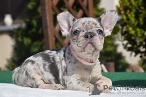 Photo №1. french bulldog - for sale in the city of City of Salford | 380$ | Announcement № 125624