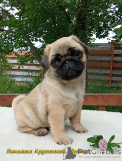 Photo №1. pug - for sale in the city of Kharkov | 594$ | Announcement № 11126