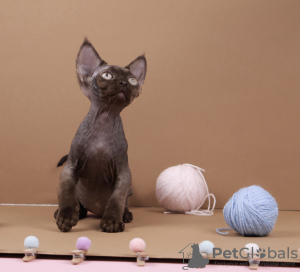 Photo №2 to announcement № 125555 for the sale of devon rex - buy in Germany breeder