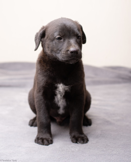 Photo №3. Xolo puppies in wool. Russian Federation