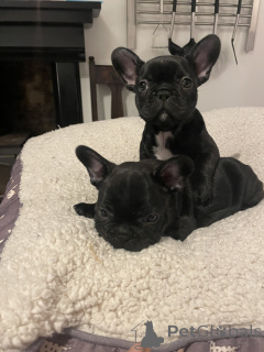 Photo №3. 12 Weeks old French Bulldog Puppy. Germany