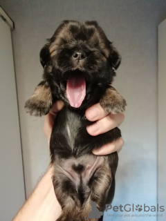 Additional photos: Purebred Shih Tzu puppies.