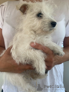 Photo №3. Quality West Highland Terrier. Finland