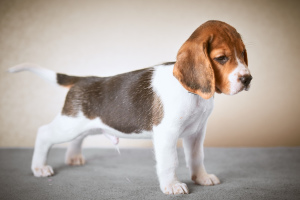 Photo №2 to announcement № 1763 for the sale of beagle - buy in Belarus from nursery