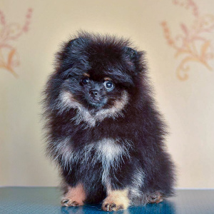Photo №1. non-pedigree dogs - for sale in the city of Yaroslavl | 603$ | Announcement № 5999
