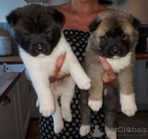 Photo №1. akita - for sale in the city of Deutsch-Wagram | negotiated | Announcement № 82080
