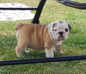 Photo №1. english bulldog - for sale in the city of Tokyo | negotiated | Announcement № 172124