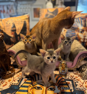 Photo №1. abyssinian cat - for sale in the city of Hessisch Oldendorf | 361$ | Announcement № 174768