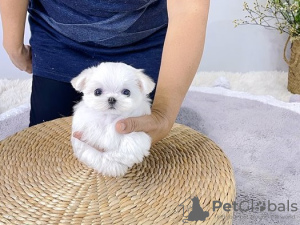 Photo №1. maltese dog - for sale in the city of Утрехт | 371$ | Announcement № 107600