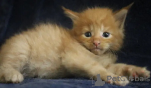 Photo №3. Gorgeous purebred Maine Coon kittens!. Russian Federation