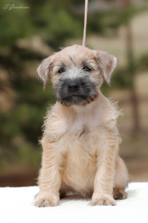 Additional photos: Puppies Irish Soft Coated Wheaten Terrier.