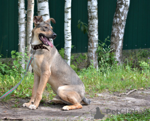 Photo №2 to announcement № 72140 for the sale of non-pedigree dogs - buy in Russian Federation private announcement, from the shelter