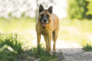 Additional photos: A chic guy of the Malinois phenotype is looking for a man.