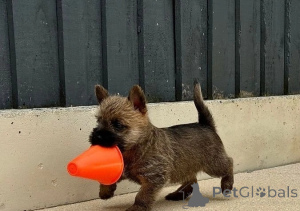 Photo №1. cairn terrier - for sale in the city of Brussels | negotiated | Announcement № 156858