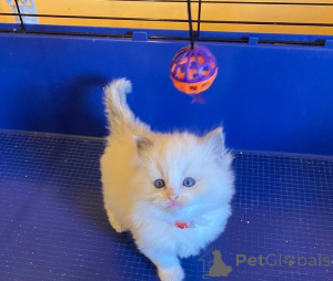 Photo №3. Turkish Angora kitten for children's homes. Germany