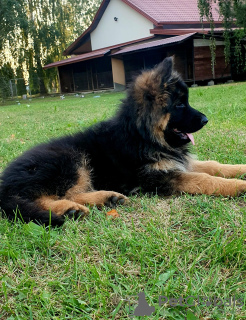 Photo №3. Long-haired German Shepherd puppies. Poland