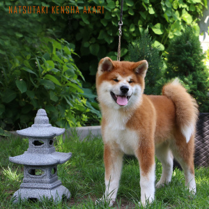 Photo №1. akita - for sale in the city of Gomel | 1453$ | Announcement № 2837