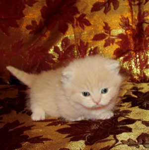 Photo №1. munchkin - for sale in the city of Barnaul | 628$ | Announcement № 4219