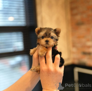 Photo №2 to announcement № 166541 for the sale of beaver yorkshire terrier - buy in United States breeder