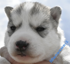 Photo №1. siberian husky - for sale in the city of Syktyvkar | 333$ | Announcement № 2449