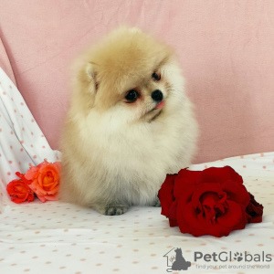 Photo №2 to announcement № 7712 for the sale of pomeranian - buy in Russian Federation breeder