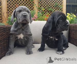 Photo №3. Neopolitan Mastiff puppies. Belgium