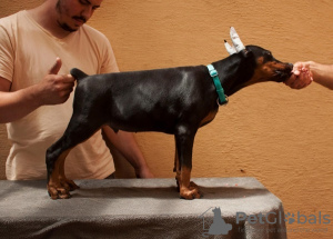 Photo №1. dobermann - for sale in the city of Loznica | negotiated | Announcement № 109593