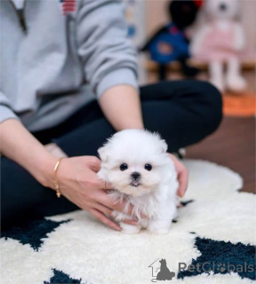 Photo №2 to announcement № 143475 for the sale of maltese dog - buy in Canada private announcement