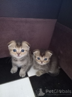 Photo №2 to announcement № 82692 for the sale of scottish fold - buy in Russian Federation breeder
