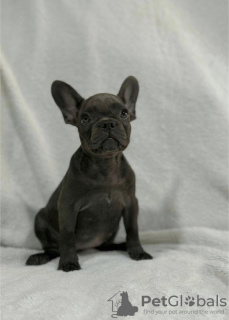 Photo №1. french bulldog - for sale in the city of Stara Pazova | negotiated | Announcement № 116913