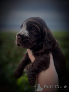 Photo №3. Meet Bentley elegance in motion, love in spirit. Our little gentleman with a. France