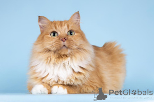 Photo №4. I will sell  in the city of Khimki. from the shelter - price - Is free