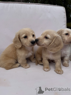 Photo №1. dachshund - for sale in the city of Munich | negotiated | Announcement № 174843