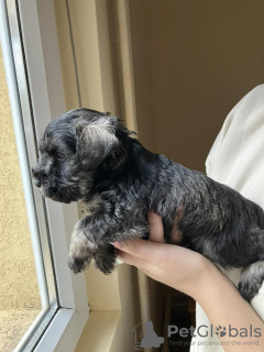 Photo №4. I will sell standard schnauzer in the city of Surčin. breeder - price - negotiated